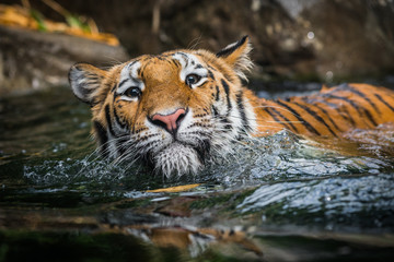 Plakat Tiger Swimming