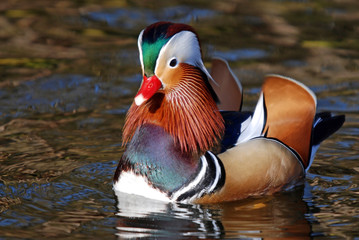 Mandarin Duck
