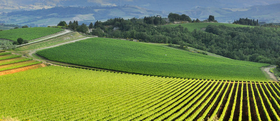 Vista panoramica di un vigneto nella verde   campagna toscana - obrazy, fototapety, plakaty