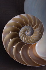 Nautilus