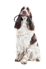 springer spaniel dog holding a leash in its mouth