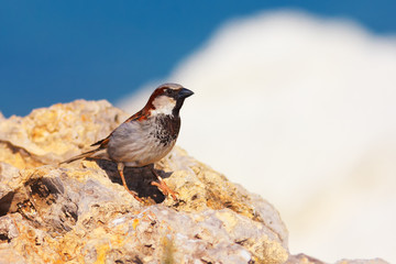 Passer domesticus (House Sparrow)