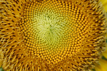 Close up of Sunflower pollen