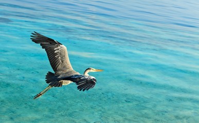Heron