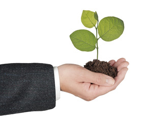 Sapling in hands