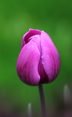 Fototapeta na wymiar Pink tulip close-up