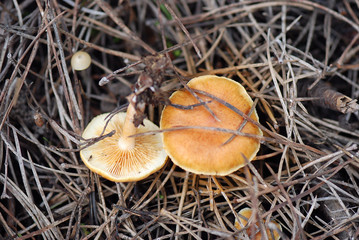 SETAS DE ANDALUCÍA. ESPAÑA 