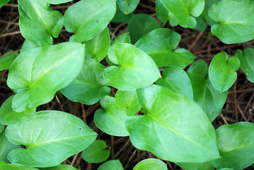 CALAS CRECIENDO EN EL SUSTRATO