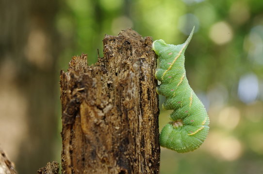 Green caterpillar with a ergot in Strandja, Bulgaria