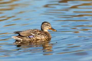 Anas platyrhynchos, Mallard.