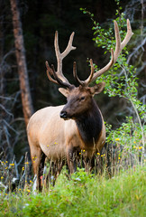 Naklejka na ściany i meble Rocky Mountain Elk (łac. Cervus canadensis)