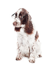 springer spaniel dog in glasses