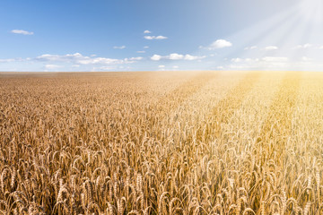 weizenfeld mit sonnenstrahlen