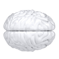 3d white human brain. View from above