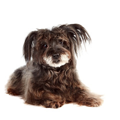 Small shaggy mongrel lies