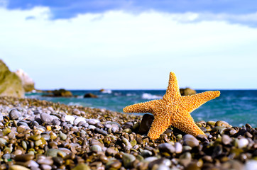 Морская звезда на берегу моря - obrazy, fototapety, plakaty