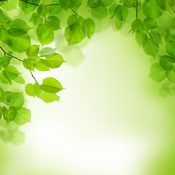 Green leaves border, abstract background