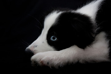 black, white, blue eye
