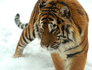 Fototapeta na wymiar Tygrys w zimie