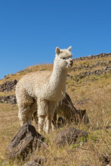 Peru-2244
