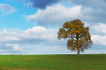 Fototapeta na wymiar Autumn tree in green field