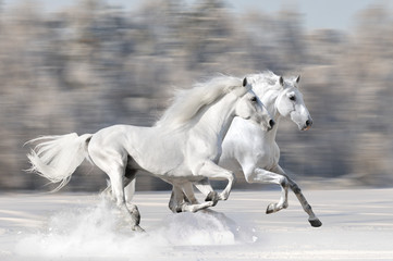 Two white horses in winter run gallop - 48440541