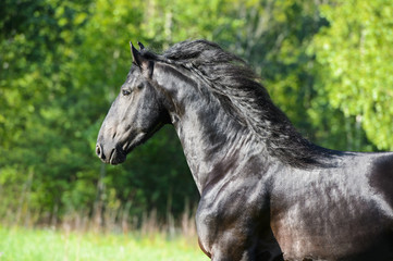 Obraz na płótnie Canvas Czarny koń w ruchu, portret