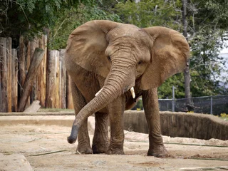 Selbstklebende Fototapeten Elefant © Stanley Marquardt