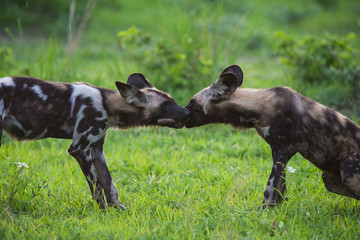 African Wild dog