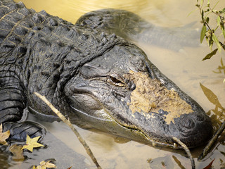 A head shot of a American Alligator
