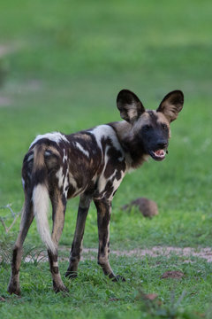 African Wild dog