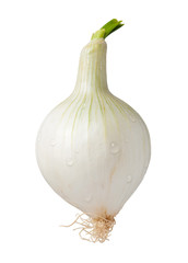 Knob Onion Isolated with clipping path