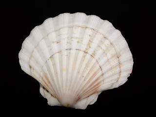 shellfish