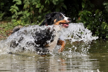 Appenzeller springt im Wasser