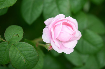 Beautiful roses in the garden 