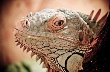 close up of a iguana