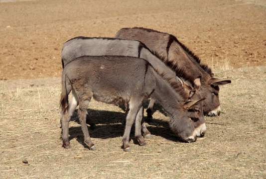 asini in Africa