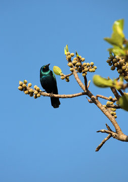 uccello colorato in africa