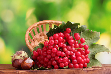 red berries of viburnum in basket and chestnuts