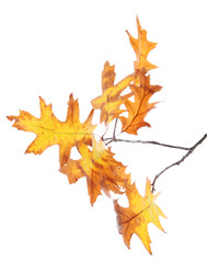 twig of oak with autumn yellow leaves, isolated on white