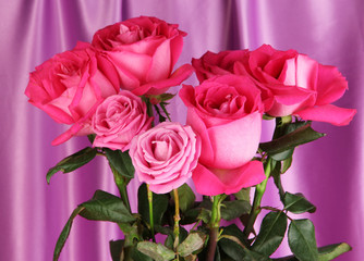 Beautiful pink roses on purple fabric background