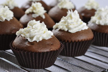 chocolate cupcakes