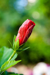 綺麗な赤いバラの蕾