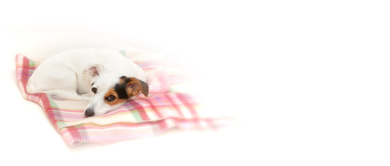 Sweet Jack  Russell on white