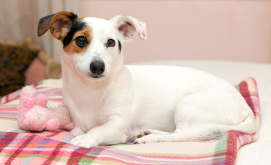 Sweet Jack  Russell on the bed