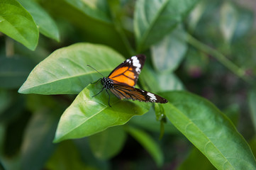 Fototapeta na wymiar Butterfly i liści