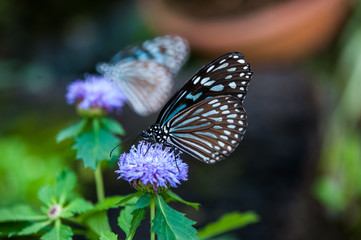 Fototapeta na wymiar Niebieski Motyl ludzie