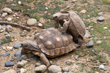 Tortoises Mating