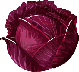 Red Cabbage.