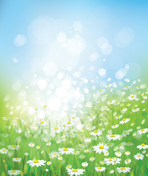 Vector of spring background
